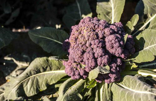 Azienda Agrituristica Alcastlè - Foto 51