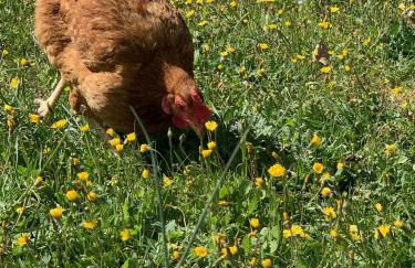 Lou Souleu - Foto 47