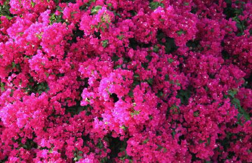 The Dragonfly Retreat - Photo 40