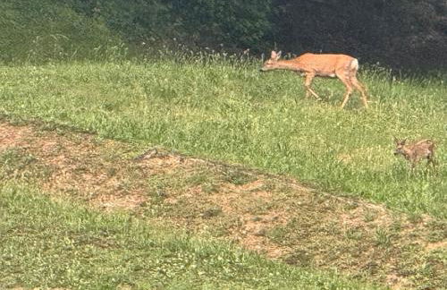 La corte dei celti -10 - Foto 5