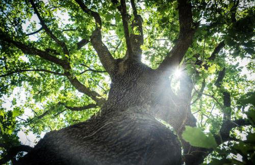 Azienda Agricola Biologica La Cardellina - Foto 69