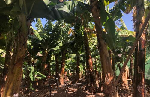 Casa Camino Tamadaba - Foto 44