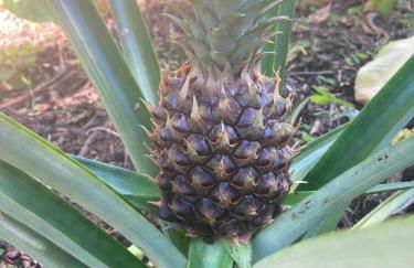 Seaside House and Aloha Bungalow - Foto 40