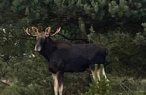 Zielono Mi! Dom przy Puszczy Kampinoskiej - Foto 42