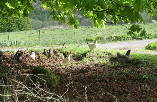 Spacious lodge with king sized bed - Foto 13