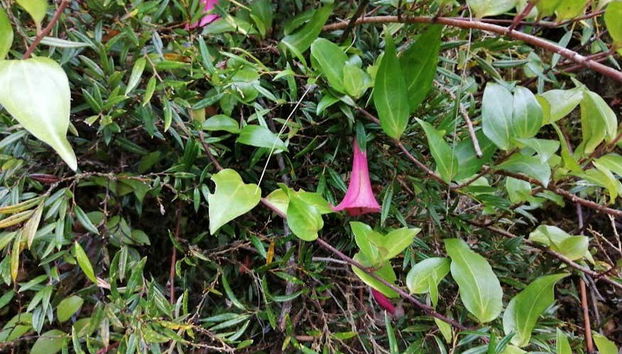 Trekking al Parco Nazionale Alerce Andino - Foto 2