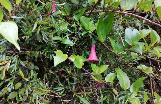 Senderismo por el Parque Nacional Alerce Andino - Foto 4