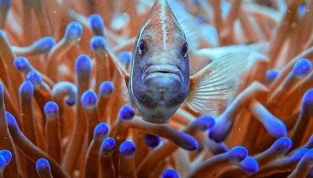 Descubriendo la vida marina