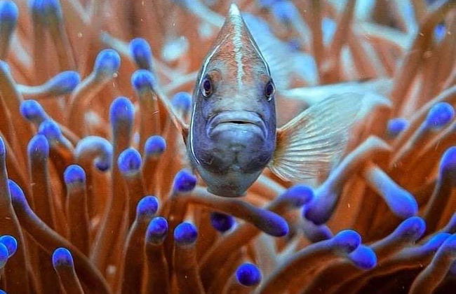 Batismo de mergulho em Koh Tao - Foto 4