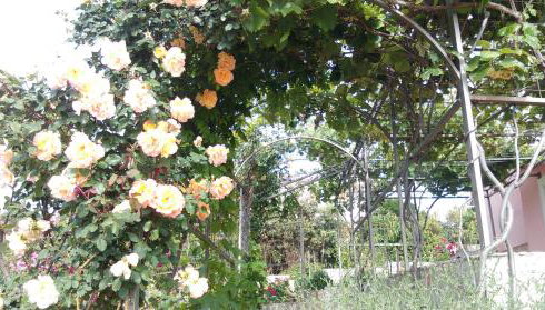 Apartments Marija - Foto 4