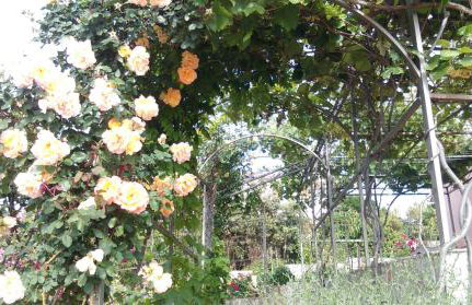 Apartments Marija - Photo 4