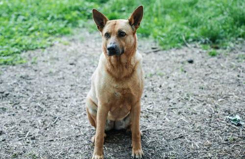 Reetdach Ferienhaus nahe Ostseebad Kühlungsborn - Foto 30
