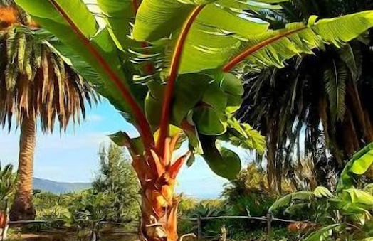 Finca La Principal - Foto 32