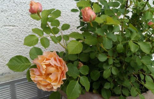 suite in cascina affittacamere - Photo 8