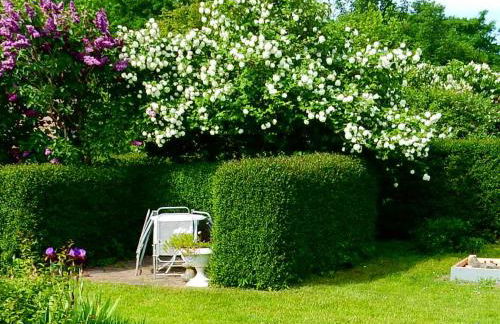 FeWo WE 6402 Ferien u Angeln auf Rügen-ruhige Lage,Garten! - Foto 8