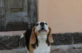 Cabanas Vinsanto - Foto 52