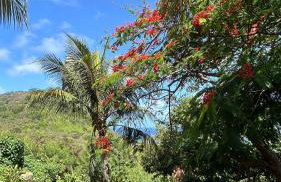 flamboyant House - Foto 6