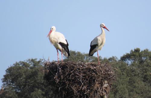 Monte Além Tejo - Foto 78