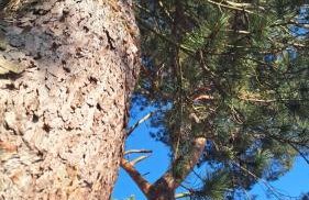 Sielanka Wydmy i Las - Foto 13