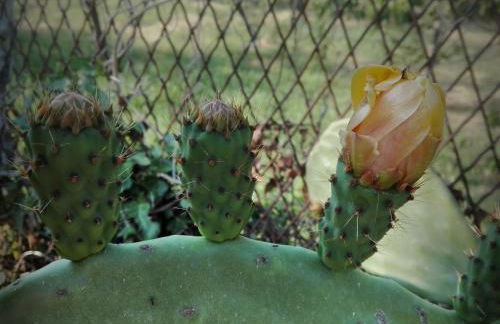 La terra dei ciliegi tra l'Etna e il mare di Taormina - Foto 53