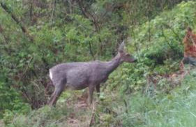 Baita Figliezzi - Foto 42