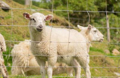 Countryside Farm Pod on Isle of Seil - B - Foto 21