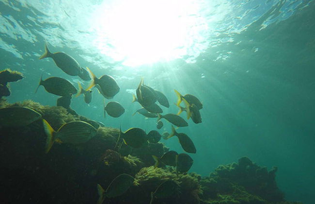 Porto dos Frades Snorkelling - Foto 2