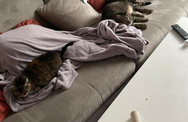 Like a house - lovely Maisonette with Cats - Foto 9