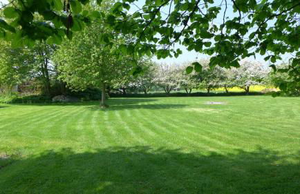 Bärenklau - Foto 11