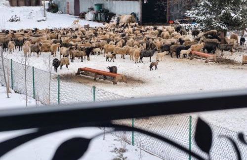 Owca za płotem - Foto 28