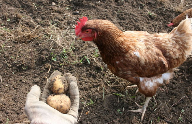 Agriturismo Cascina Cornella - Foto 8