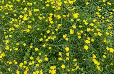 La Planchotte - Foto 26