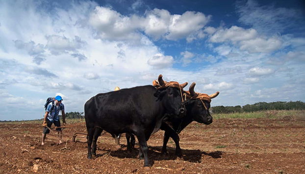 Un aratro tradizionale