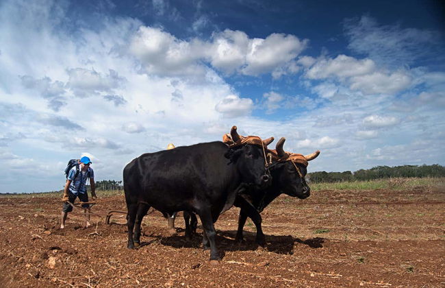 Jeep Safari nei dintorni di Yaguajay - Foto 3