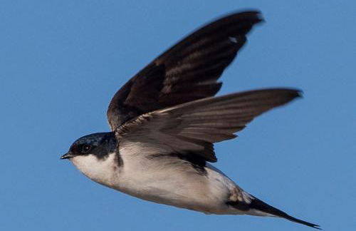 Gartenblick im Schwalbennest - Foto 34