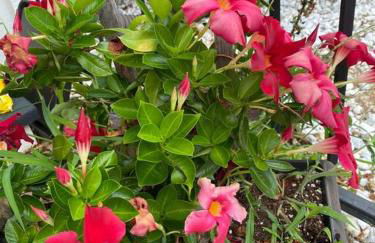 Heated pool-Hot tub-Dog friendly-family vacation rental! - Foto 26