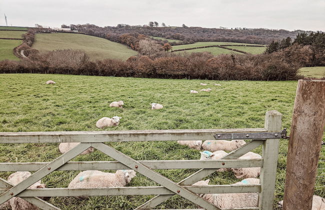 Stunning Shepherd's Hut Retreat, North Devon - Photo 15