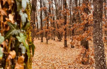 Arnaia Forest Villa - Photo 34