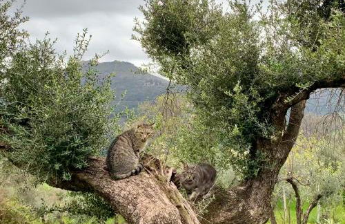 Agriturismo La Terrazza su Farfa - Foto 28