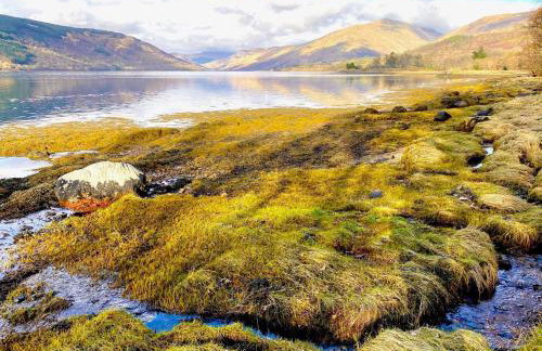 Seal Cove Cabin - Luxury Glamping - Foto 31