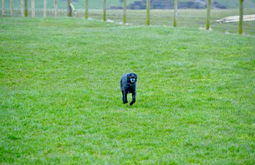 Lagavulin 3 - Foto 32