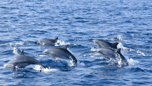 Maafushi Dolphin Watching and Snorkelling Half Day Tour - Foto 2