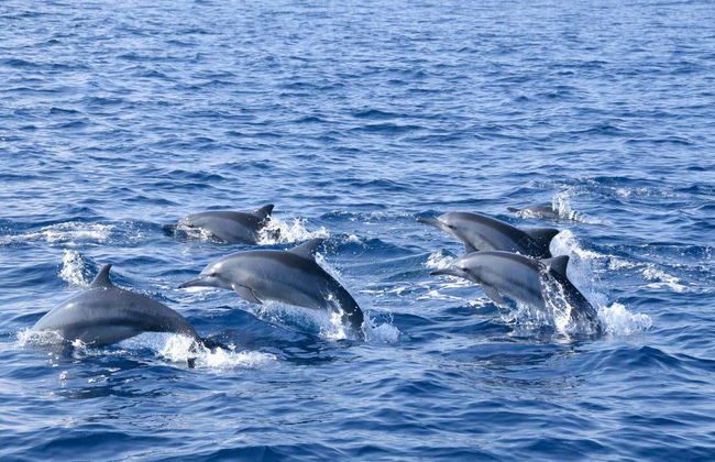 Snorkel en Maafushi + Avistamiento de delfines - Foto 2