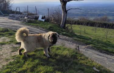 Casinhas da aldeia-casa da xiquita - Foto 28