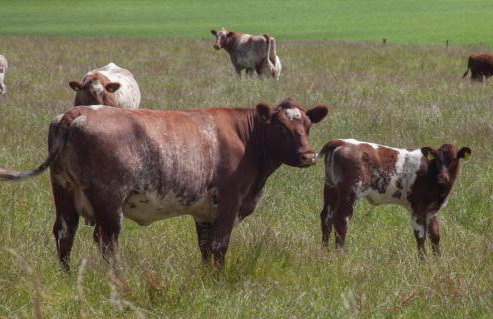 Stunning 4 Bedroom Farmhouse - Foto 44