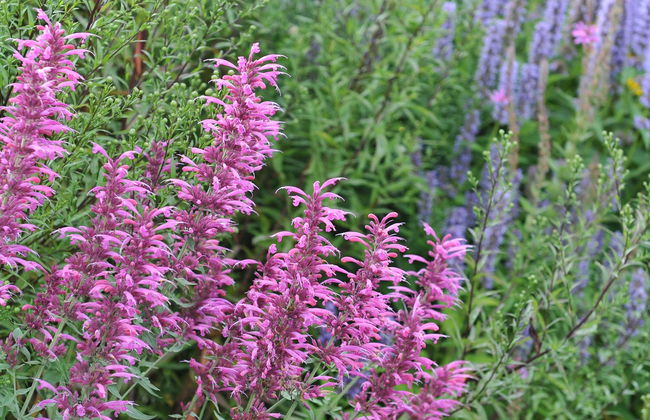 Tour por el Jardín Botánico de Acapulco - Foto 6