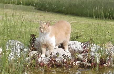 Antica Dimora - Foto 3