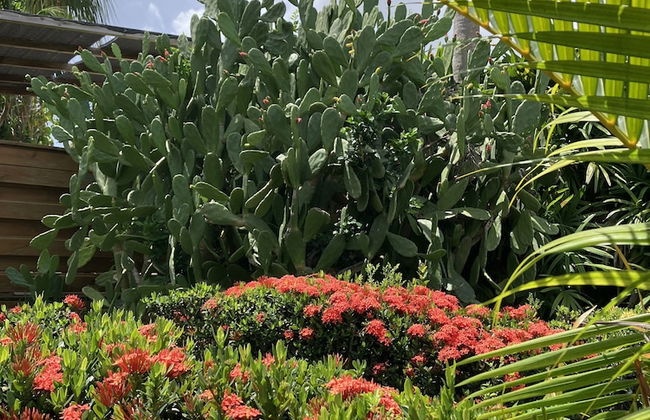 Gite Ty Koko Gadeloupe - Foto 76