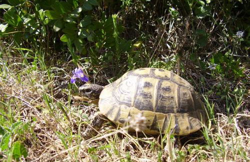 Casa L'ANGOLO FIORITO - Foto 22