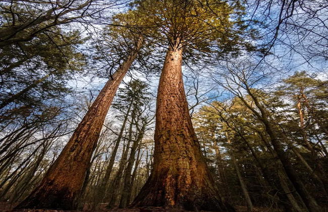 Chalet in Wendorf - Foto 36